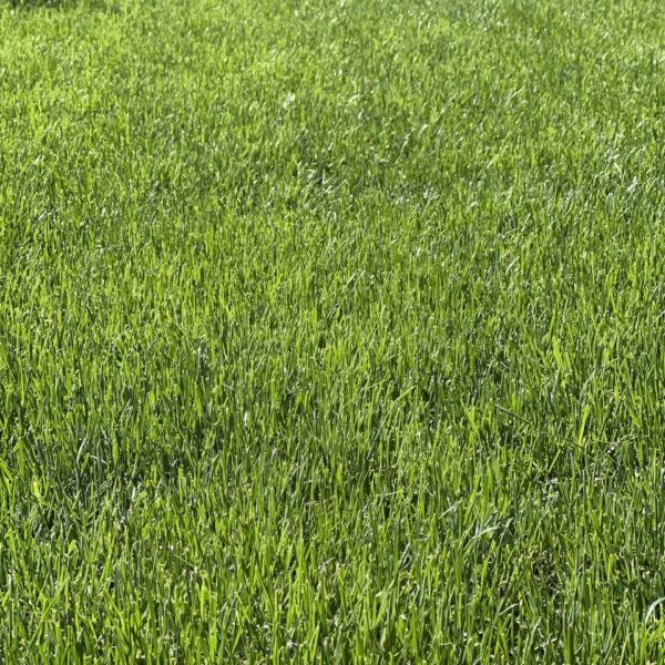 Газон для продажи в Узбекистане