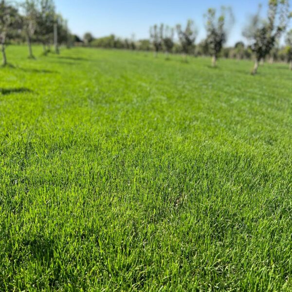 Газон для продажи в Узбекистане