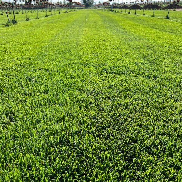 Газон для продажи в Узбекистане