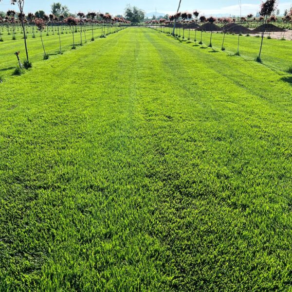 Газон для продажи в Узбекистане