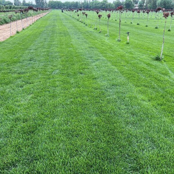 Газон для продажи в Узбекистане