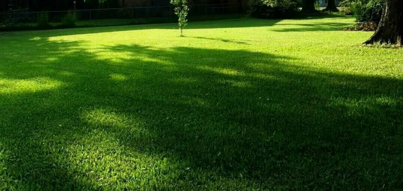 Теневыносливые Газоны